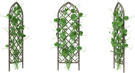 Three Ornamental Trellises with Climbing Pea Plants Garden D cor Vertical Gardening