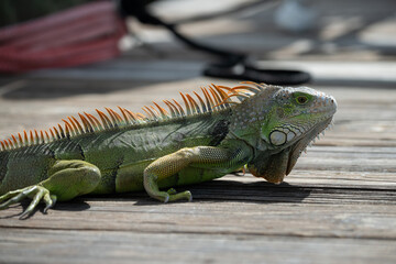 A Green Iguana (Iguana iguana) also known as American Iguana on a dock in the Florida Keys, USA.