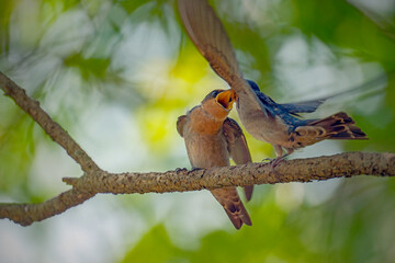 Pacific Swallow or Hill Swallow (Hirundo tahitica)