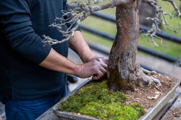 Senior asian man is growing moss in bonsai tree inside zen garden for retirement hobby with professional skill