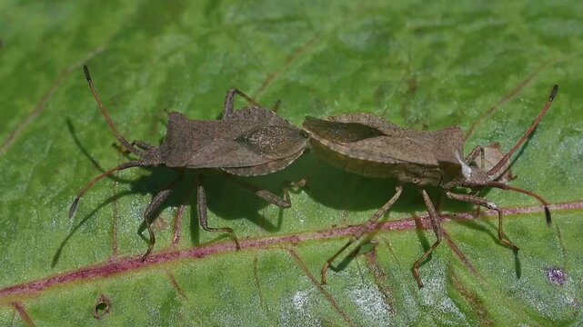 Dock Bugs (Coreus marginatus) mating on a dock leaf. April, Kent, UK [Slow motion x 5] 