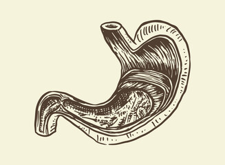 Illustration of an Human Organs Stomach