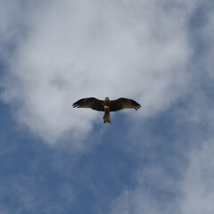 Bald Eagle on Palu Bay, Central Sulawesi, Indonesia