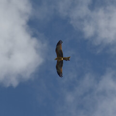 Bald Eagle on Palu Bay, Central Sulawesi, Indonesia
