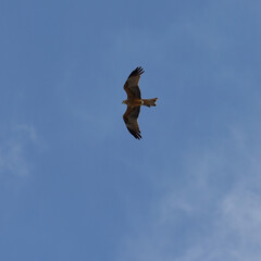 Bald Eagle on Palu Bay, Central Sulawesi, Indonesia