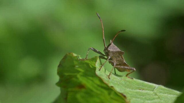 Dock Bug (Coreus marginatus) on a dock leaf, turning round and walking away. April, Kent, UK [Slow motion x 5]