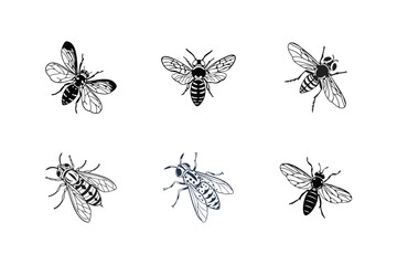 Chrysops relictus (Marsh deer fly) silhouette vector illustration