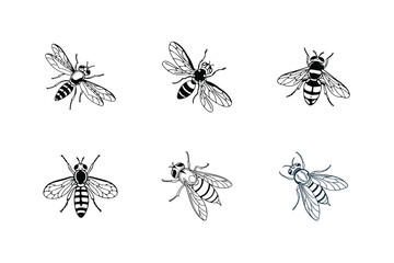 Drosophila melanogaster (Common fruit fly) illustration