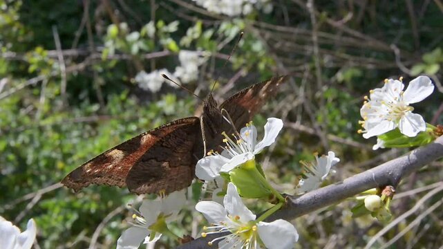 Peacock butterfly (Aglais io) feeding from hawthorn (Crataegus monogyna) flowers in closeup. April, Kent, UK [Slow motion x10]