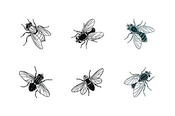 Lucilia sericata (Common green bottle fly), silhouette vector illustration