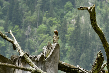 owl sitting on a tree