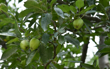 green apple tree