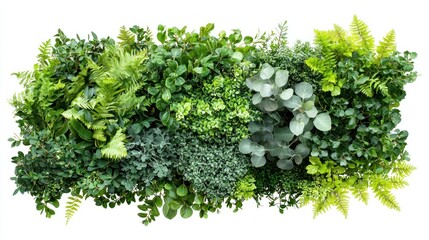 Obraz premium Cluster of lush garden bushes with layered leaves and soft textures on a white background.