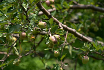 apples on tree