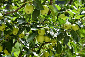 close up of a green apple 