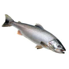 Fresh Rainbow Trout Fish for Culinary Delights in a Natural Setting on transparent background