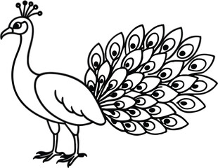 peacock vector illustration