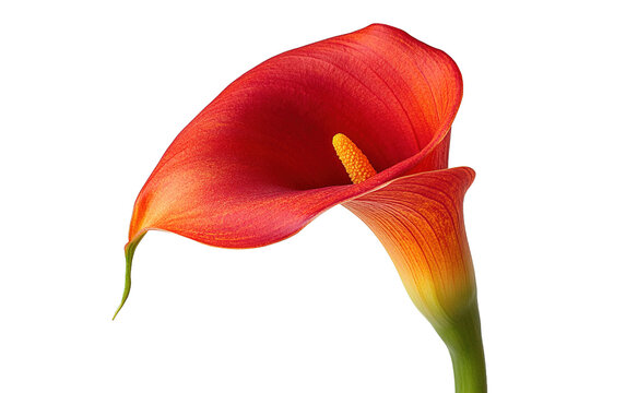 Single Calla lilly flower with a yellow center on transparent or white background,png