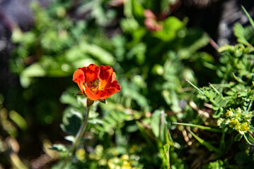 red rose in the garden