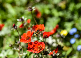 red poppy flower