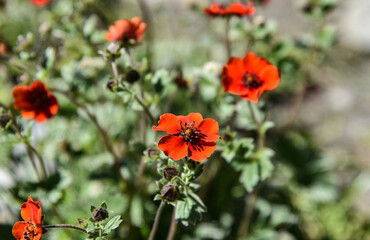 red poppy flowers