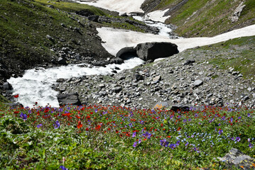 wild flowers in the mountains