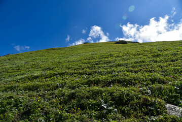 green field and blue sky