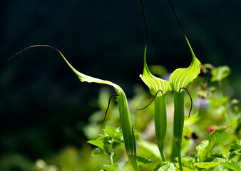lily of the valley