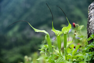 flower in the garden