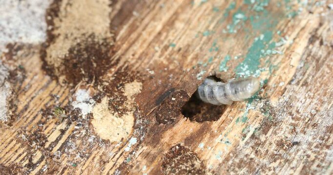 Beetle larva grub in a wood burrow, showing segmented body wiggling motion. Wood pest detail.