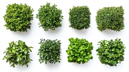 Obraz premium Collection of lush garden bushes with compact and uniform shapes on a white background.