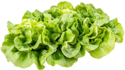Bunch of green lettuce leaves are spread out on transparent or white background,png