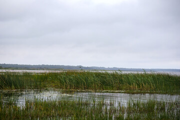 
a grassy and reed-covered edge of a body of water with calm water, beyond which stretches a low shoreline with a forest on the horizon under a cloudy sky.