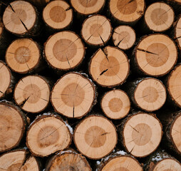 Stacked firewood, cross-sections of tree trunks, circular wood patterns