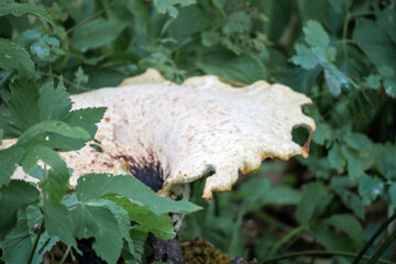 
a large, light-colored mushroom with an irregular shape and rough surface that grows among green leaves and moss.