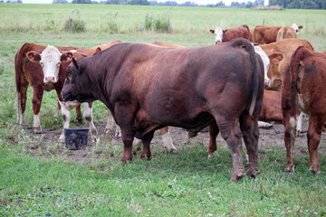 
A herd of brown and reddish-brown cattle with white heads grazing in a green field.