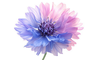 Obraz premium Flower with blue and pink petals on transparent or white background,png
