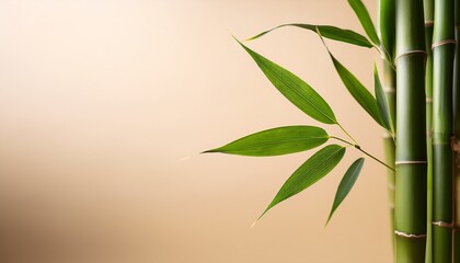 Obraz premium a serene bamboo leaf rests on a soft beige background perfect for nature themes and minimalistic designs in photography