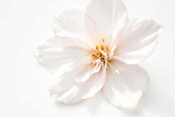 Obraz premium Cherry Blossom Branches: Delicate pink or white blossoms on slender, dark brown branches arranged against a clean, light-colored background. 