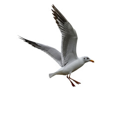 Fototapeta premium Flying Seagull Bird Wildlife Photography