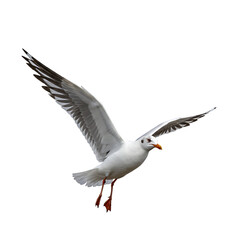 Fototapeta premium Stunning Seagull in Flight: High-Resolution Image