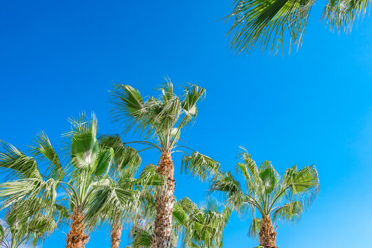 palm trees against blue sky on clear day