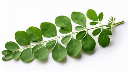 branch of green moringa leaves tropical herbs isolated on white background