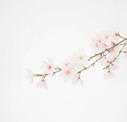 Fototapeta premium Cherry Blossom Branches: Delicate pink or white blossoms on slender, dark brown branches arranged against a clean, light-colored background. 