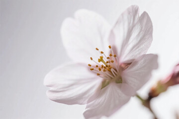 Fototapeta premium Cherry Blossom Branches: Delicate pink or white blossoms on slender, dark brown branches arranged against a clean, light-colored background. 