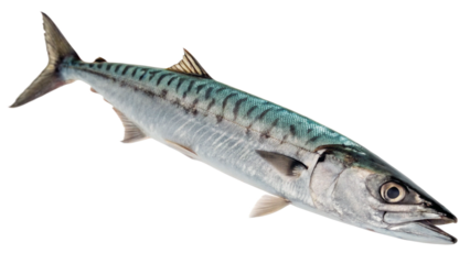 fish isolated on white background