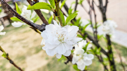 복사꽃(복숭아꽃) Peach Blossom