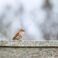 Female house sparrow (Passer domesticus) photographed close-up with a corn grain in its beak...