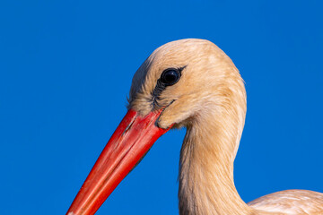 Closeup of white stork with blue sky in the background.