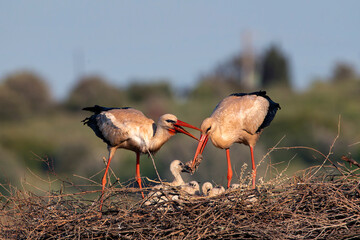 Storks in the nest taking care of their babies.